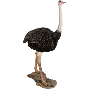 _`E Ostrich vX`bN (FRP) A[gIuWF A 傫 2m13cm 傤  u K[fjO I[ig  CeA     O O f  y 