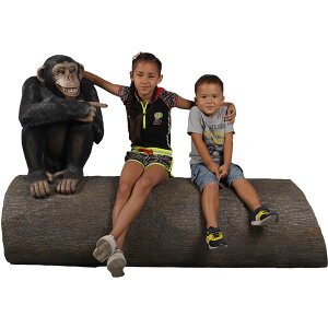 ؂ɍ|`pW[ Monkey on tree trunk vX`bN (FRP) A[gIuWF x` A   u K[fjO I[ig ֎q y 킢  O O  傫 tB