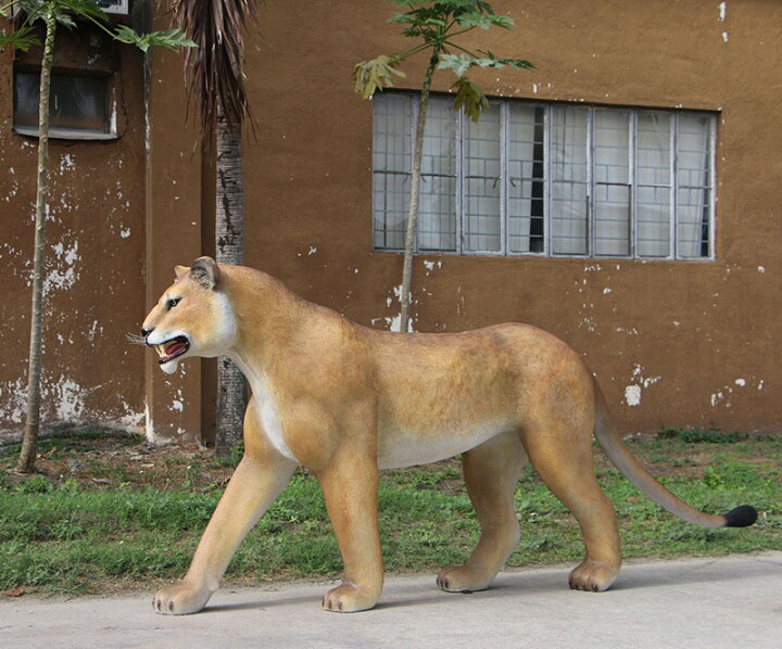 楽天市場】FRPアニマルオブジェ 歩く雌ライオン Walking Lioness 動物 