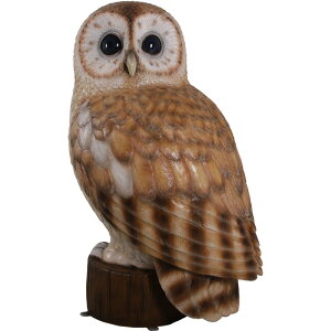 F̃tNE Tawny Owl 5ft. vX`bN (FRP) A[gIuWF A 傫  1m54cm K[fjO I[ig  u    O O f  y  tBMA C