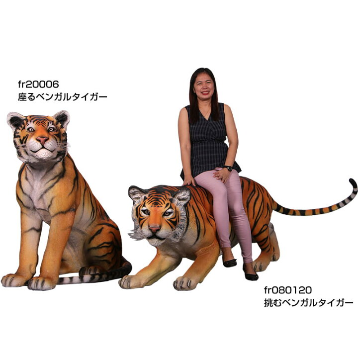 楽天市場】FRPアニマルオブジェ 座るベンガルタイガー Sitting Tiger 