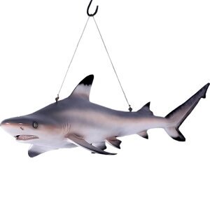 FRPAj}IuWF c}O Black Tip Reef Shark A WU u CeA I[ig  傫 tBMA  L K[fjO g   X JtF iX 