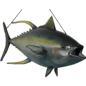 FRPAj}IuWF Ln_}OiCG[tB܂j Yellowfin Tuna A  u tBMA 傫 CeA   K[fjO I[ig g   O  