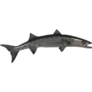 FRPAj}IuWF oN[_ Barracuda A  u CeA I[ig IjJ}X tBMA   傫   X  JtF iX Xg HX fB