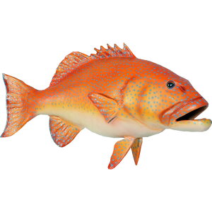FRPAj}IuWF R[gEg Coral Trout CeA  u A I[ig tBMA  XWA AJW  傫   X  JtF iX Xg