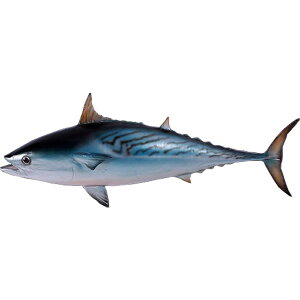 FRPAj}IuWF X}KcI Mackerel Tuna CeA u A I[ig tBMA    傫    X  JtF iX Xg HX fBXv
