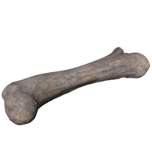 FRPIuWF ApgTEX̑ڍ Apatosaurus Femur Fossil u WI H r tBMA 傫 W{  X K[f iX Xg HX g O  