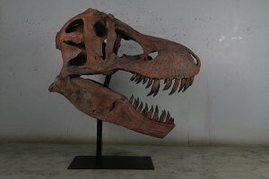 FRPA[gIuWF eBbNX̓ Giant T-Rex Skull A  eBmTEX XJ W{ u tBMA  [ X JtF iX Xg HX CeA g 