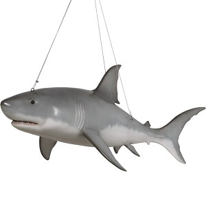 FRPAj}IuWF zzWU Great White Shark 6ft A  u CeA I[ig 傫 tBMA   L K[fjO g  O  X  JtF 