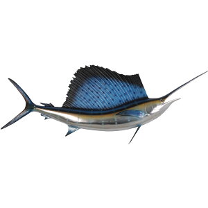 FRPAj}IuWF mԃJWL Sailfish 5ft. A  CeA u oVEJWL I[ig 傫 mԊ  }O    tBMA g O  X 