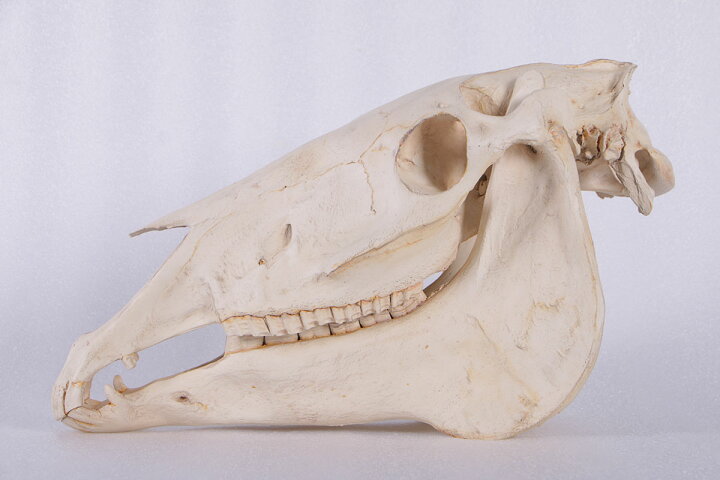 楽天市場】FRPアートオブジェ 壁掛け馬の頭骨 Horse Skull リアル 実物 