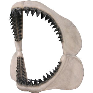 FRPIuWF KhW[Y̎̉ Megalodon Jaw 50 H A u  T tBMA 傫 L W{  X iX  CeA Xg HX K[f g 