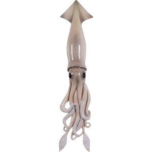 FRPAj}IuWF CJ Ǌ| Squid Wall Decor A  u EH[ I[ig tBMA ǖ CeA   Ǖt G K[fjO g 傫  O 