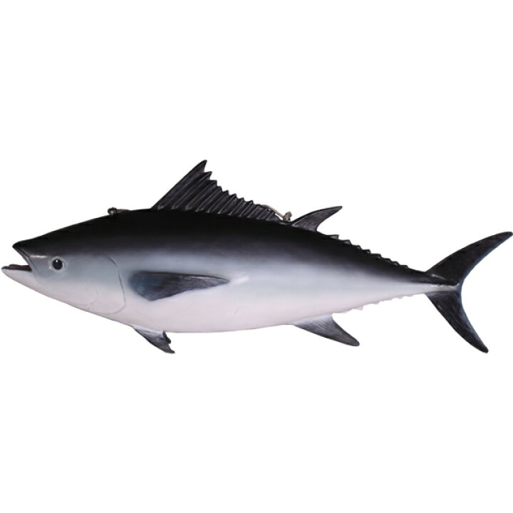 楽天市場】FRPアニマルオブジェ 本マグロ Tuna Fish リアル まぐろ 