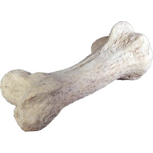 FRPIuWF ̍ Dinosaur Bone 1m10cm A u W{   tBMA X CeA  iX Xg HX   Cxg fBXvC fr080129RS