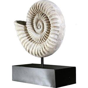 FRPIuWF IEKC̊kij Nautilus Shell 25cm A _L ̓ u W{   tBMA X CeA iX Xg HX   Cxg 