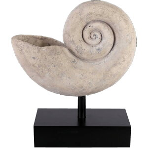 FRPIuWF IEKC̊kij Nautilus Shell Large 46cm A W{  _L u  ̓ tBMA X CeA iX Xg HX   Cx