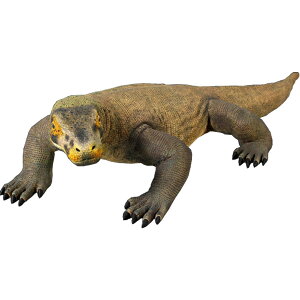 FRPAj}IuWF RhhS Komodo Dragon 5 1/2ft. RhIIgJQ u A ঒  @tBMA 傫 K[f I[ig X  iX Xg HX  