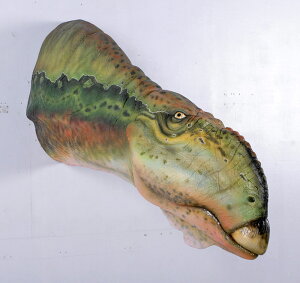 FRPIuWF b^uTEX̓ Muttaburrasaurus Head ǖ A u  tBMA I H r 傫 X CeA  iX Xg HX   