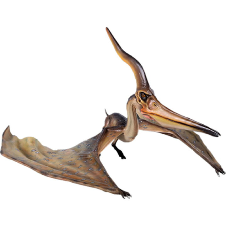 楽天市場】FRP恐竜オブジェ プテラノドン 144cm Pteranodon Ingens 翼 