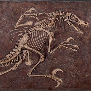FRPIuWF FLvg̉ Velociraptor Freeze I H br z u A Ǐ  Ǌ| tBMA X CeA  iX Xg HX   