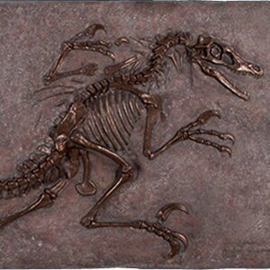 FRPIuWF FLvg̉ iuYdāj Velociraptor Freeze Ǌ| z I H br u A Ǐ  tBMA X CeA  iX Xg