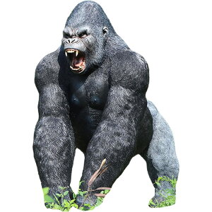 鍳̂悤ɉނoɂS "Larger than Life" Male Gorilla A    Aj} u y K[fjO I[ig  O  CeA  O g tBMA