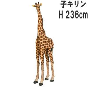 FRPAj}IuWF qL Giraffe A    킢 i tBMA  傫 u g K[fjO I[ig  CeA  O X JtF i
