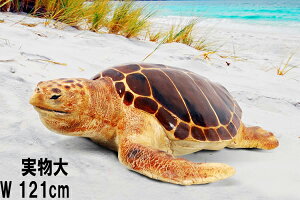FRPAj}IuWF YꏊTAJE~K Loggerhead Turtle A T u CeA  K[fjO I[ig  J 傫 tBMA   O  X  