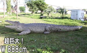 FRPAj}IuWF NR_C Crocodile 28ft. ̒8m88cm A 唗 傫 j u tBMA  k K[fjO I[ig  낱 CeA X  
