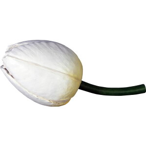 `[bvizCgj Tulip vX`bNiFRPj A[gIuWF CeA  u A fBXvC X    K[f  傫 I[ig HX i