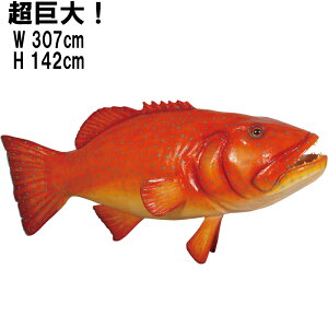 FRPAj}IuWF ȃR[gEg Giant Coral Trout A u 傫 CeA XWA K[fjO I[ig AJW n^ tBMA   O   X