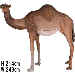 FRPAj}IuWF ̂ЂƃRuN_ Dromedary Camel - Female A 炭   u K[fjO IuWF  X JtF I[ig O   pk 傫 iX Xg