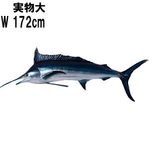 FRPAj}IuWF u[}[ Blue Marlin CeA u A I[ig tBMA  jVNJWL  傫   X  JtF iX Xg HX 