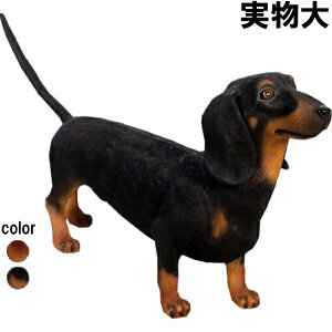 _bNXthiubNj Dachshund vX`bN (FRP) A[gIuWF  u A  K[fjO f  O   Ck I[ig  K[f tBMA Ce