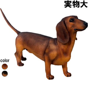 _bNXthiuEj Dachshund vX`bN (FRP) A[gIuWF  u  O A  K[fjO f   Ck I[ig  K[f tBMA Ce