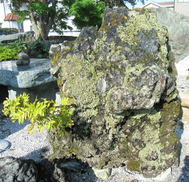 北海道 幸太郎石 庭石 自然石 和風 石庭 庭園 飾り石 景石 【商品番号：y-kur1807-053】