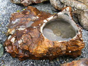手水鉢 つくばい 木化石 水鉢 溜まり石 庭石 珪化木 蹲 景石