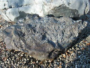 幸太郎石 北海道 庭石 景石 自然石 日本 庭園 銘石 y-kur2011-114 天然石 和風 石庭 飾り石 幸太郎