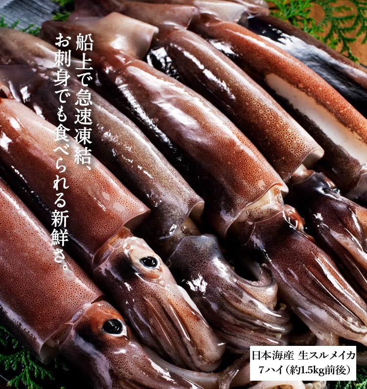 日本海産お刺身用するめいか（真イカ）中型サイズ×7ハイ(1.5kg前後)(いか イカ 烏賊 刺身 スルメイカ)[海鮮 魚介 海の幸 海鮮丼]