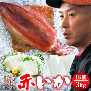イカ 刺身 冷凍の人気商品 通販 価格比較 価格 Com イカ 刺身 冷凍の人気商品 通販 価格比較 価格 Com