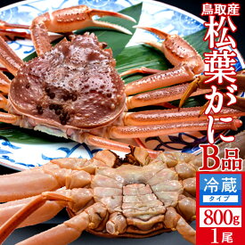 松葉ガニ［特売］松葉蟹 訳あり［B品］特大800g 活ガニ 生き蟹 活松葉ガニ 松葉蟹 鳥取県産 産地直送 マツバガニ わけあり ズワイガニ［海鮮ギフト］