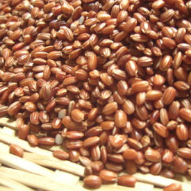 赤米 (500g) 滋賀県産 【メール便対応/1kgまで】