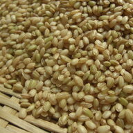 緑米 (500g) 国産 【メール便対応/1kgまで】