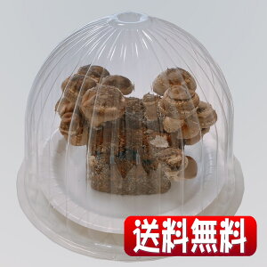 【送料無料】楽々おうちできのこ狩り体験!「うま味成分2倍 美味しい しいたけ栽培キット&栽培容器付」新登場!お子様の情操教育や食育、プレゼント、ギフトにも![キッチン栽培キ