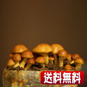 yzyXł̂̌Iu~̖o@Ȃ߂͔|Lbg2ZbgvVoIql̏HAv[gAMtgɂI[Lb`͔|Lbg/iR͔|/̂