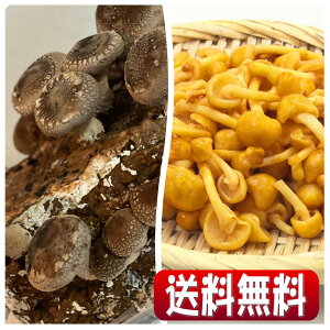 yzyXł̂̌Iu~̖o@&Ȃ߂͔|LbgA\[gZbgvVoIql̏HAv[gAMtgɂI[Lb`͔|Lbg/i