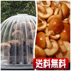 yzyXł̂̌Iu~̖o@Ȃ߂͔|Lbg͔|etWZbgvVoIql̏HAv[gAMtgɂI[Lb`͔|Lb