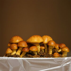 yzyXł̂̌Iu~̖o@Ȃ߂͔|Lbg͔|etvVoIql̏HAv[gAMtgɂI[Lb`͔|Lbg/iR͔|/