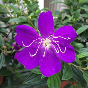 m{^ R[g_W[ 5 A H̉ F